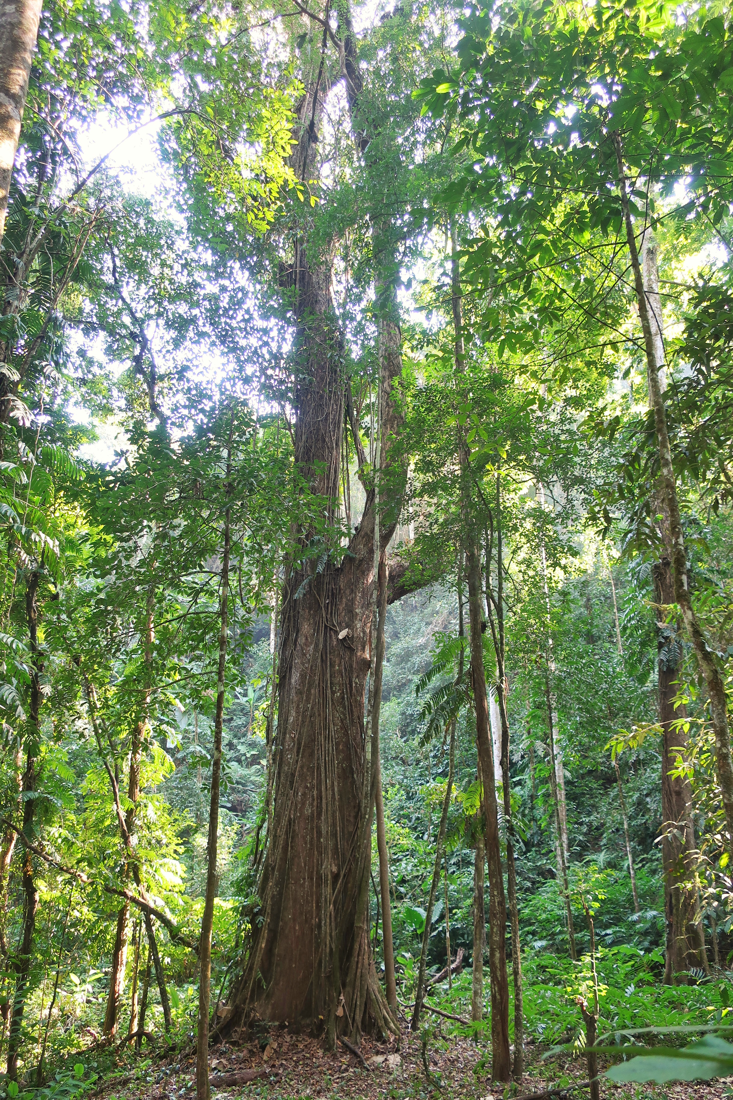 Trek nord du laos